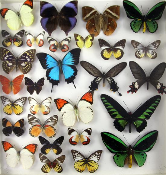 A collection of various European and exotic butterflies housed in four glazed wooden case, largest case 18 x 18in.